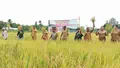 Panen Padi Bumdes Kalwasing, Kadistanbun Alor Harap Petani Contohi Babinsa