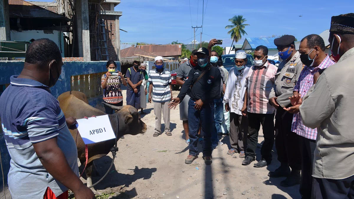 Serahkan Sapi Kurban dari Gubernur NTT. Bupati Alor: Jangan Lihat Besar Kecilnya