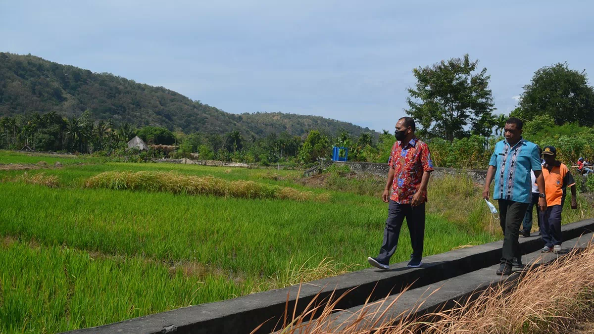 Meski Covid Menghantui, Petani Harus Tetap Berada di Sawah