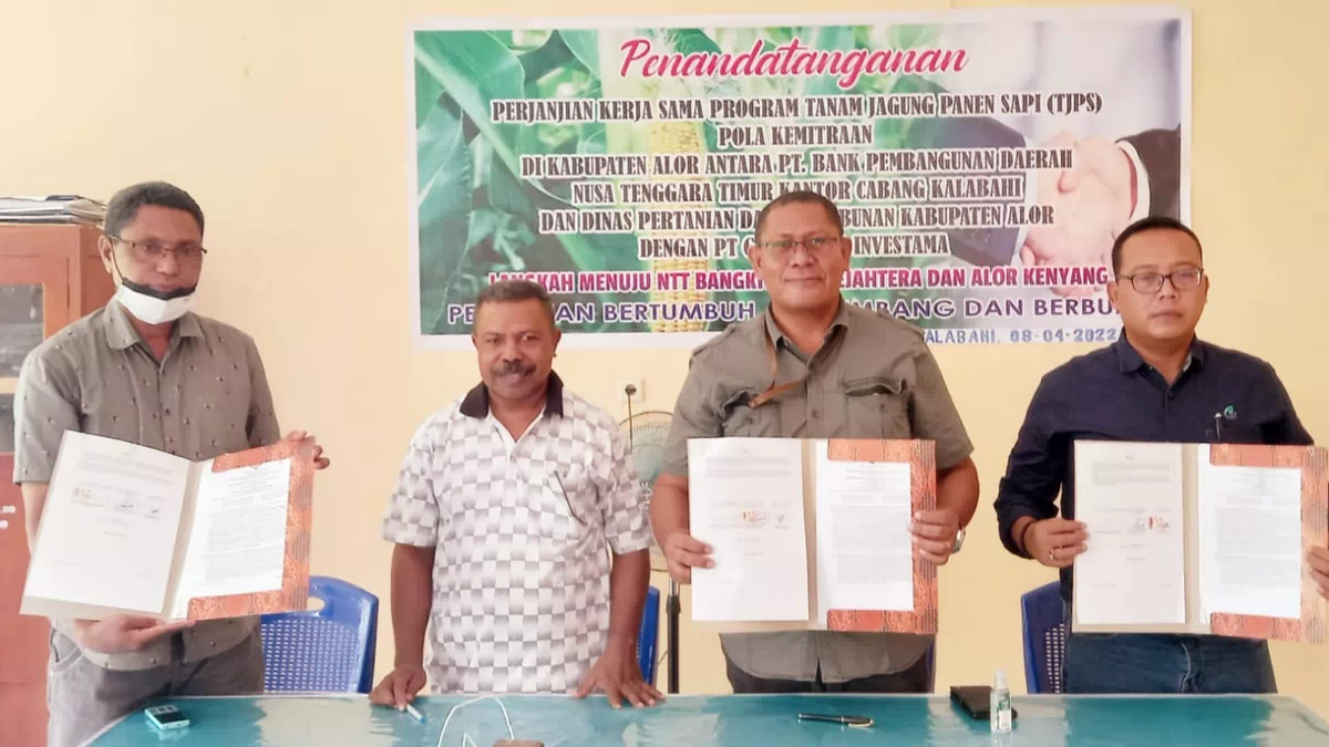 Bank NTT dan Distanbun Alor Teken Kerja Sama Dengan PT.GAI Untuk Program TJPS Pola Kemitraan