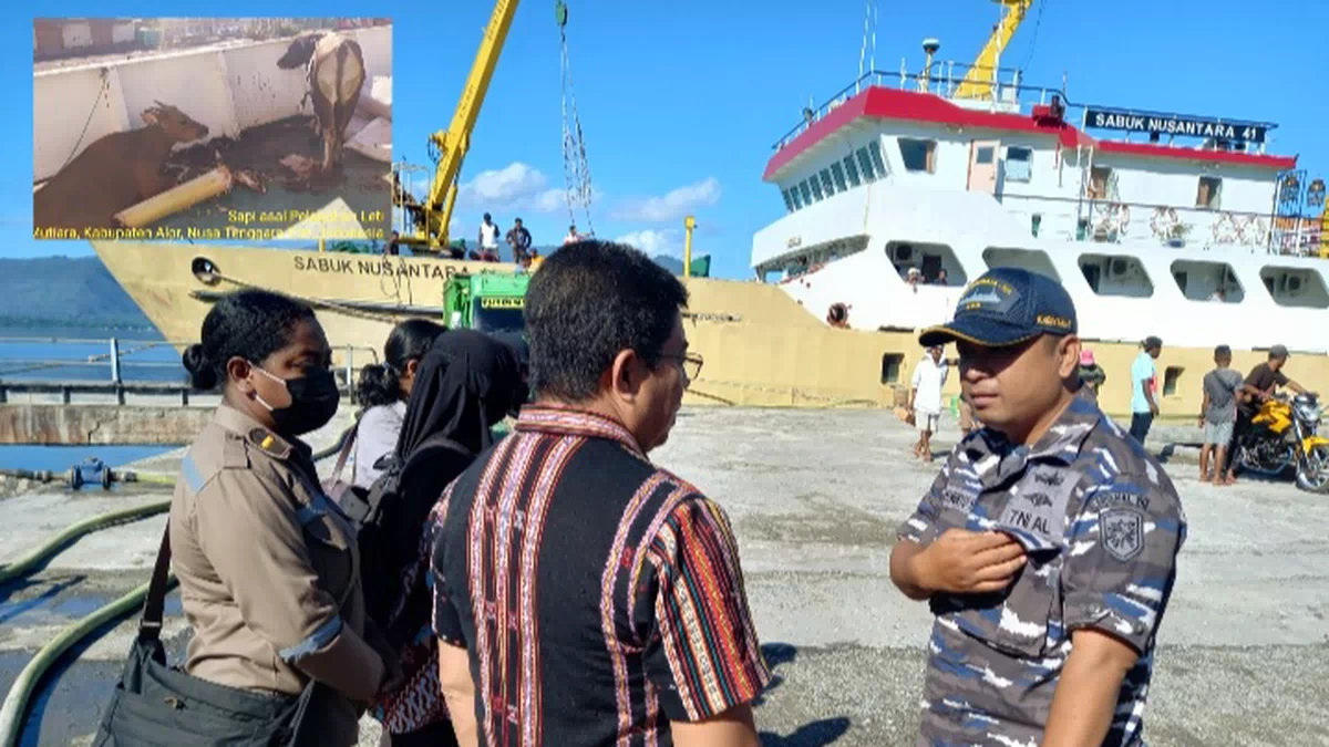 Ketika Gugas PMK Alor Tak Ijinkan Dua Sapi Diturunkan Dari Kapal Sabuk Nusantara 41