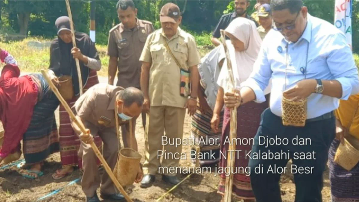 Dukung TPJS, Alor Tanam Jagung Seluas 9.011 Ha, Termasuk 214 Ha Kerja Sama Bank NTT
