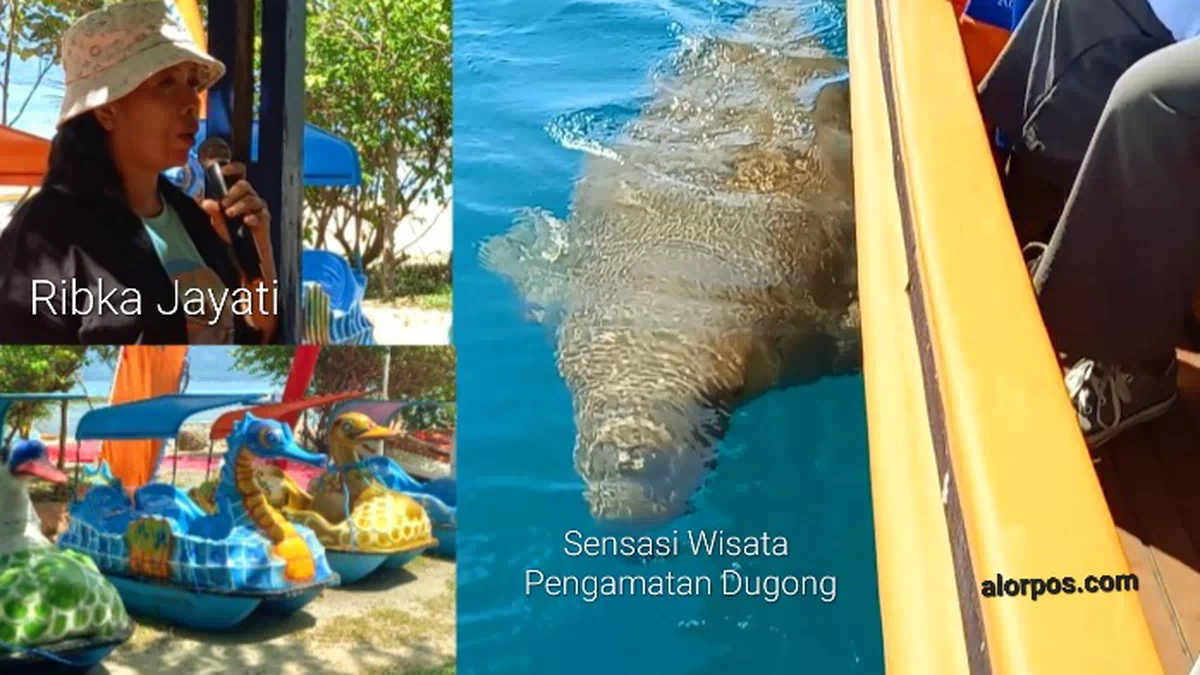 Nikmati Wisata Pengamatan Dugong dan Perahu Bebek, Pesona Terbaru Pantai Mali Alor