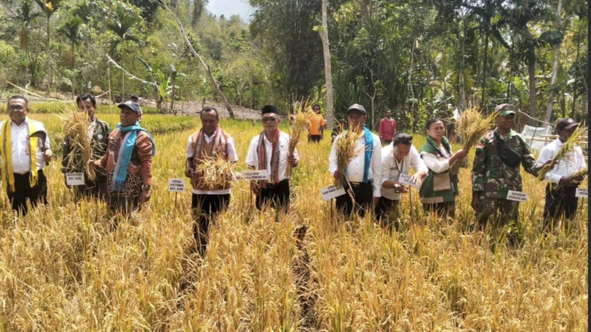 Kiat Pemkab Alor Meningkatkan Produksi Pangan Lokal