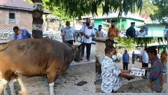 Menteri PUPR dan BPK Bantu Hewan Kurban Idul Adha di Alor