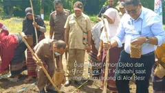 Dukung TPJS, Alor Tanam Jagung Seluas 9.011 Ha, Termasuk 214 Ha Kerja Sama Bank NTT